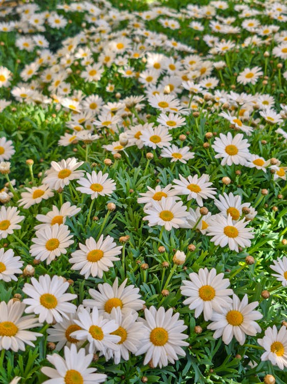 Sommerstil som Selger
